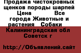 Продажа чистокровных щенков породы шарпей › Цена ­ 8 000 - Все города Животные и растения » Собаки   . Калининградская обл.,Советск г.